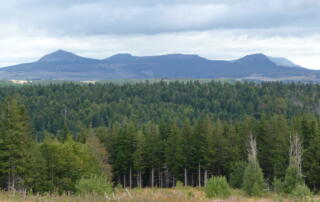 Les cinq sucs - ©A Chesney