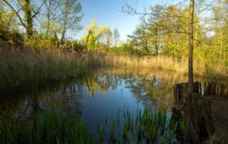 Jaujac - Mare aux libellules ©S.BUGNON - ©S.BUGNON